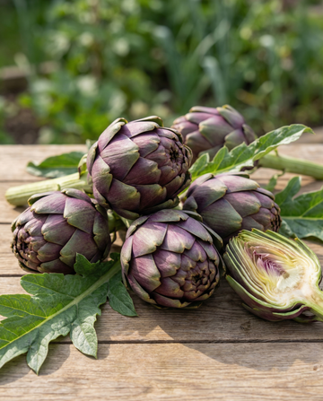 Carciofo Violetto Precoce (Cynara scolymus) – semi di ortaggio perenne da SeedsChoice