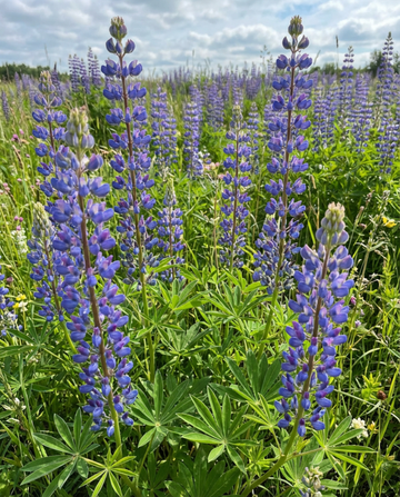 Semi di lupino blu per sovescio 100g (Lupinus angustifolius) – sovescio annuale