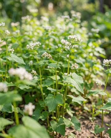 Grano saraceno concime verde 250 g (Fagopyrum esculentum) – semi per concime verde annuale da SeedsChoice
