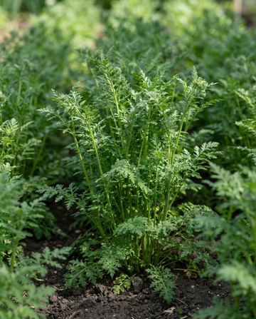 Purple Tansy Green Manure 100g seeds (Phacelia tanacetifolia) – annual green manure