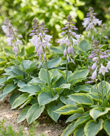Hybrid Varieties 0.15g (Hosta × hybrida) – semi di miscuglio perenne da SeedsChoice