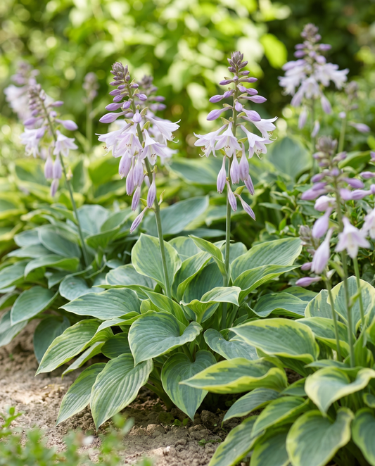 Hybrid Varieties 0.15g (Hosta × hybrida) – semi di miscuglio perenne da SeedsChoice