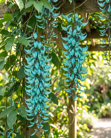 Semi di giada rampicante turchese (Strongylodon macrobotrys) – rampicante