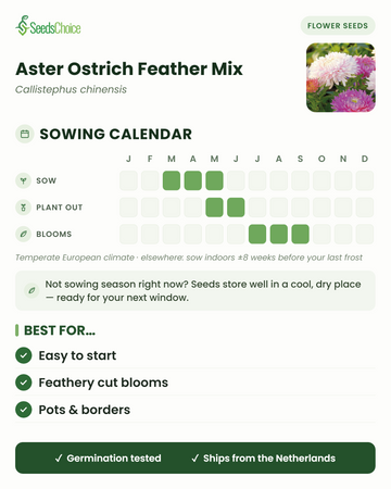Calendario di semina per Aster Ostrich Feather Mix in un clima europeo temperato: semina da marzo a maggio, messa a dimora da maggio a giugno, fioritura da luglio a settembre; i semi si conservano bene fino alla stagione di semina successiva.