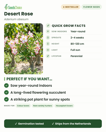 Desert Rose Adenium obesum quick grow facts: sow indoors year-round, sprouts in 2-4 weeks, height 80-120 cm, full sun — a long-lived flowering succulent for sunny spots