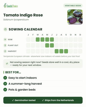Sowing calendar for Tomato Indigo Rose in a temperate European climate: sow March to June, plant out May to June, harvest July to September; seeds store well until the next sowing season