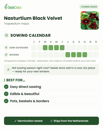 Calendario di semina per Nasturtium Black Velvet in un clima europeo temperato: semina diretta da marzo a giugno, fioritura da luglio a ottobre; i semi si conservano bene fino alla stagione di semina successiva