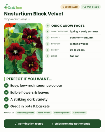 Nasturtium Black Velvet Tropaeolum majus quick grow facts: direct sow spring to early summer, blooms summer to autumn, height up to 30 cm, full sun — edible flowers and a striking dark variety