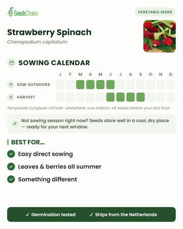 Calendario di semina per Strawberry Spinach in un clima europeo temperato: semina diretta da marzo a giugno, raccolta da giugno a settembre; i semi si conservano bene fino alla stagione di semina successiva