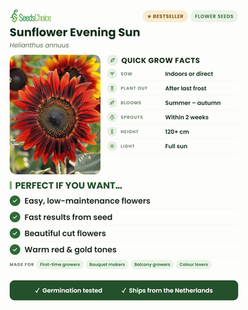 Sunflower Evening Sun quick grow facts: sow indoors or direct in spring, plant out after last frost, blooms summer to autumn in warm red and gold tones, height 120+ cm, full sun