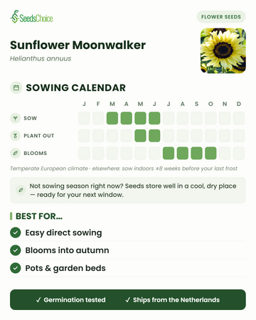 Calendario di semina per Sunflower Moonwalker in un clima europeo temperato: semina da marzo a giugno, trapianto da maggio a giugno, fioritura da luglio a ottobre; i semi si conservano bene fino alla stagione di semina successiva