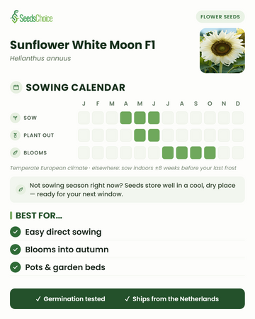 Calendario di semina per Sunflower White Moon F1 in un clima europeo temperato: semina da aprile a giugno, trapianto da maggio a giugno, fioritura da luglio a ottobre; i semi si conservano bene fino alla stagione di semina successiva