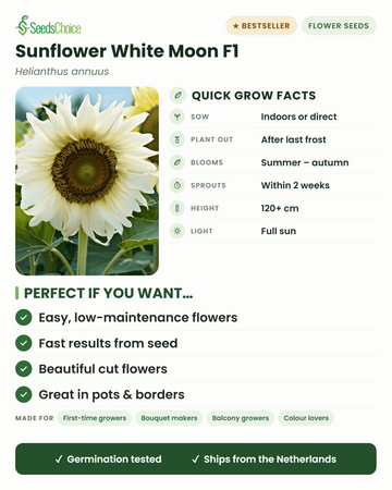 Scheda coltura girasole White Moon F1: semina al coperto o in piena terra in primavera, trapianto dopo l'ultima gelata, fioritura da estate ad autunno, altezza 120+ cm, pieno sole — vantaggi principali e a chi si adatta questo girasole bianco