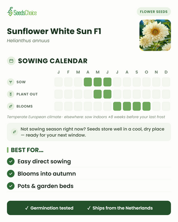 Calendario di semina per Sunflower White Sun F1 in un clima europeo temperato: semina da aprile a giugno, trapianto da maggio a giugno, fioritura da luglio a ottobre; i semi si conservano bene fino alla stagione di semina successiva