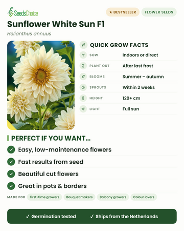Scheda coltura girasole White Sun F1: semina al coperto o in piena terra in primavera, trapianto dopo l'ultima gelata, fioritura da estate ad autunno, altezza 120+ cm, pieno sole — vantaggi principali e a chi si adatta questo girasole bianco